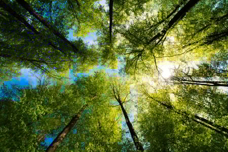 Tree Canopy